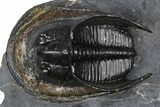 Gorgeous Scotoharpes Trilobite - Boudib, Morocco #382838-1